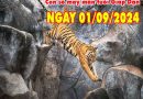 Thông tin con số may mắn tuổi Giáp Dần ngày 1/9/2024 chủ nhật hôm nay